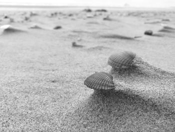 Close-up of seashell on beach