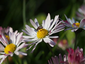 Close-up of butterfly pollinating on purple flower