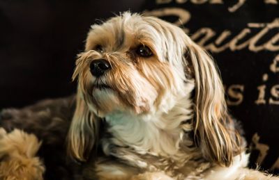 Close-up portrait of dog