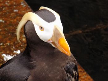Close-up of birds