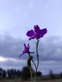 Close-up of pink flowers against sky