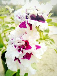 Close-up of insect on flower