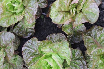 Full frame shot of fresh green leaf