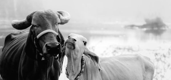 A mother cow and its calf.