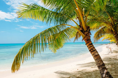 Palm tree by sea against sky