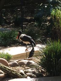 High angle view of gray heron