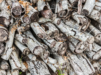 Full frame shot of tree trunk