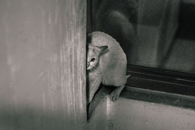 Close-up portrait of a cat