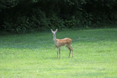 Deer standing on field