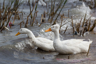 Swans swimming in lake