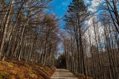 Footpath amidst trees in forest against sky