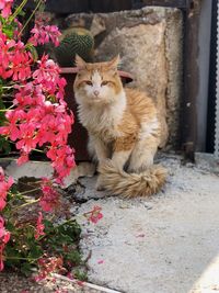 Portrait of cat sitting on sidewalk