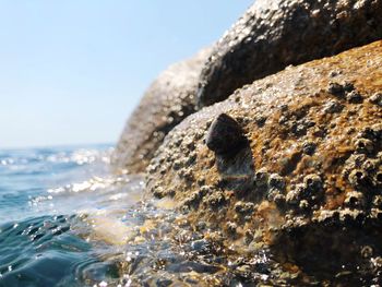 Close-up of rock in sea against clear sky