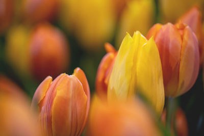 Close-up of orange tulips