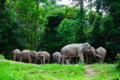 View of elephant in forest