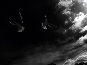 Low angle view of bird flying in sky