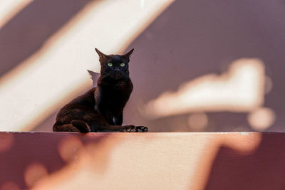 Cat sitting under sunlight and shadow