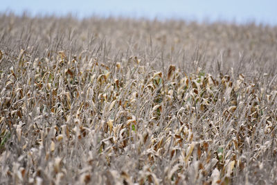 Close-up of stalks in field