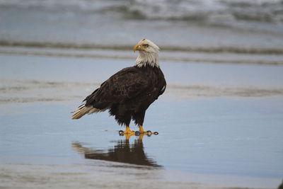 Eagle perching on a beach