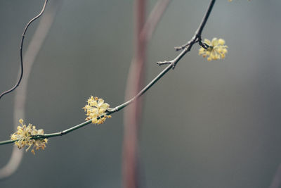 Close-up of plant