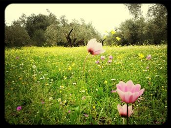 Pink flowers blooming on field