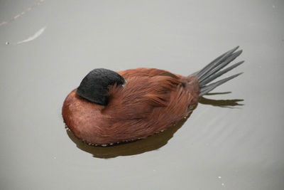 High angle view of a duck in lake