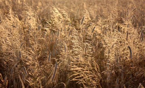 Crop on field