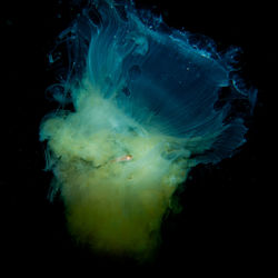 Close-up of jellyfish against black background