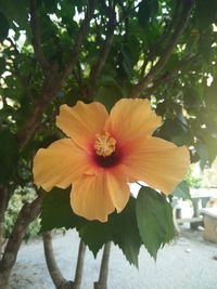 Close-up of hibiscus flower