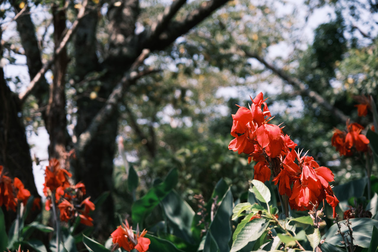 CLOSE-UP OF RED FLOWERING PLANTS