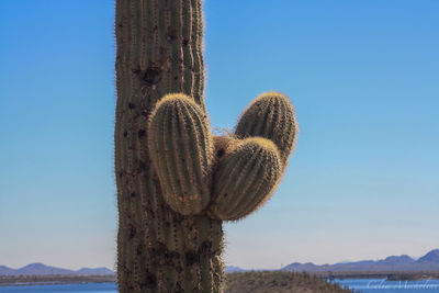 Scenic view of cactus against clear sky