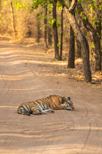 View of cat sleeping