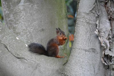 Squirrel on tree trunk