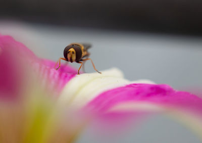 Close-up of insect on pink flower
