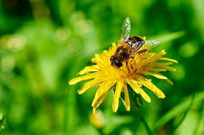 Close-up of bee pollinating on yellow flower