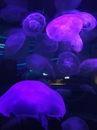 Close-up of jellyfish in aquarium