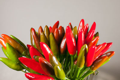 Close-up of plant against white background