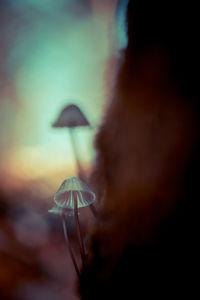 Close-up of mushroom growing at night