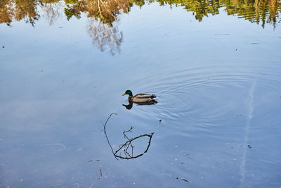 High angle view of ducks swimming on lake