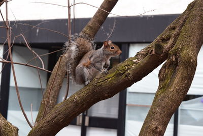 Squirrel on tree