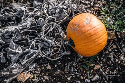 High angle view of pumpkin on field