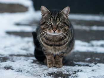 Portrait of tabby cat