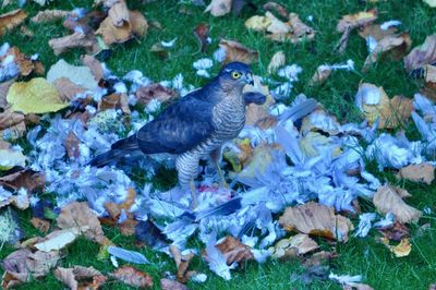 Close-up of birds on grass
