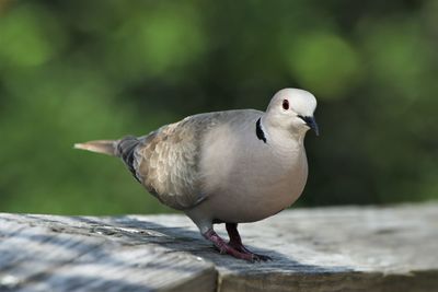 Close-up of bird perching on railing