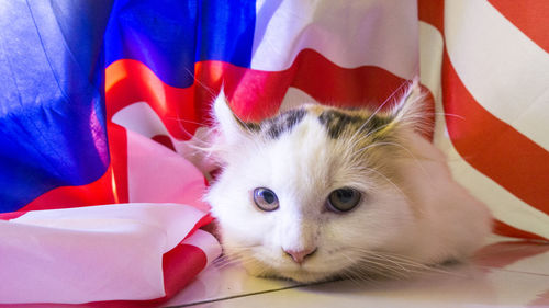 Close-up portrait of kitten on bed