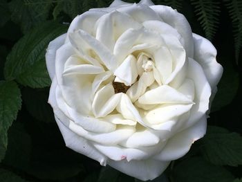 Close-up of white rose flower