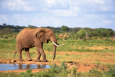 Elephant standing in a field