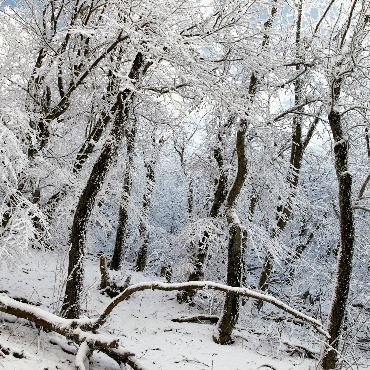 snow, winter, cold temperature, tree, bare tree, tree trunk, branch, nature, weather, tranquility, season, day, covering, white color, growth, outdoors, frozen, no people, high angle view, dead plant