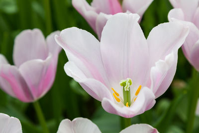 Close-up of white crocus flowers