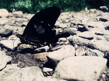 Close-up of insect on rock